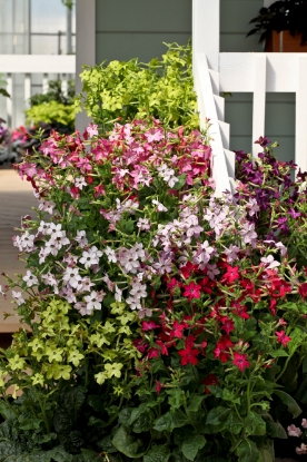 Picture of Nicotiana Perfume Mix F1
