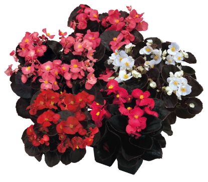 Picture of Begonia Senator Mix Pellets F1
