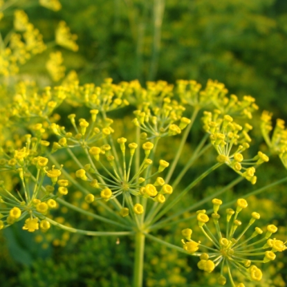 Picture of Organic Dill Mammoth