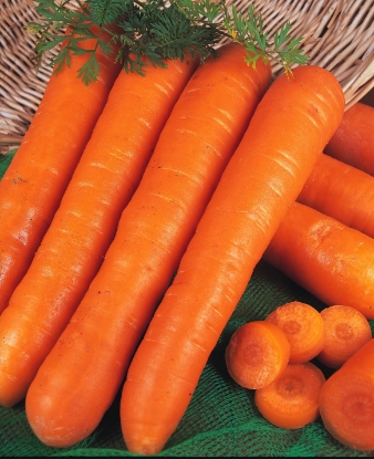 Picture of Organic Carrot Early Nantes