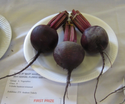 Picture of Beetroot Red Ace F1