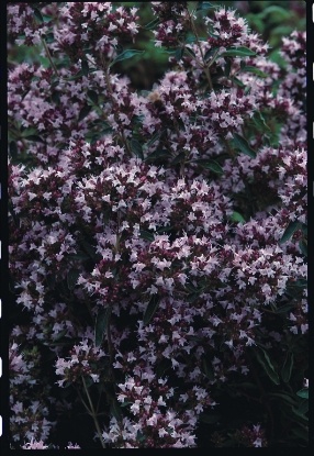 Picture of Organic Marjoram Pot