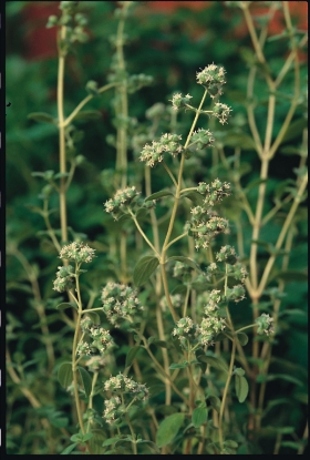 Picture of Organic Marjoram Sweet