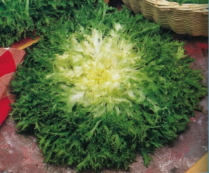 Picture of Organic Endive Pancalieri