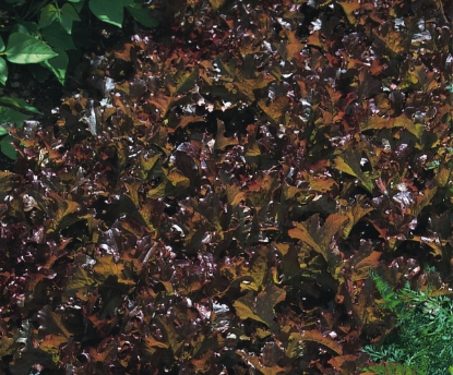 Picture of Organic Lettuce Red Salad Bowl