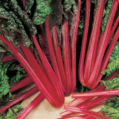 Picture of Organic Rhubarb Chard