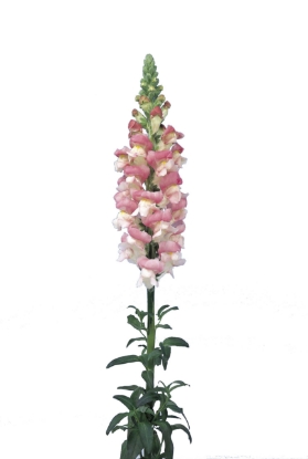 Picture of Antirrhinum Admiral Pink Bicolour F1