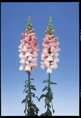 Picture of Antirrhinum Admiral Pink F1