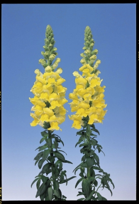 Picture of Antirrhinum Admiral Yellow F1
