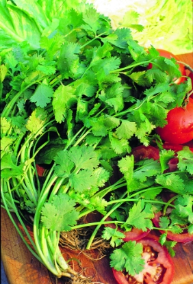 Picture of Organic Coriander Cilantro