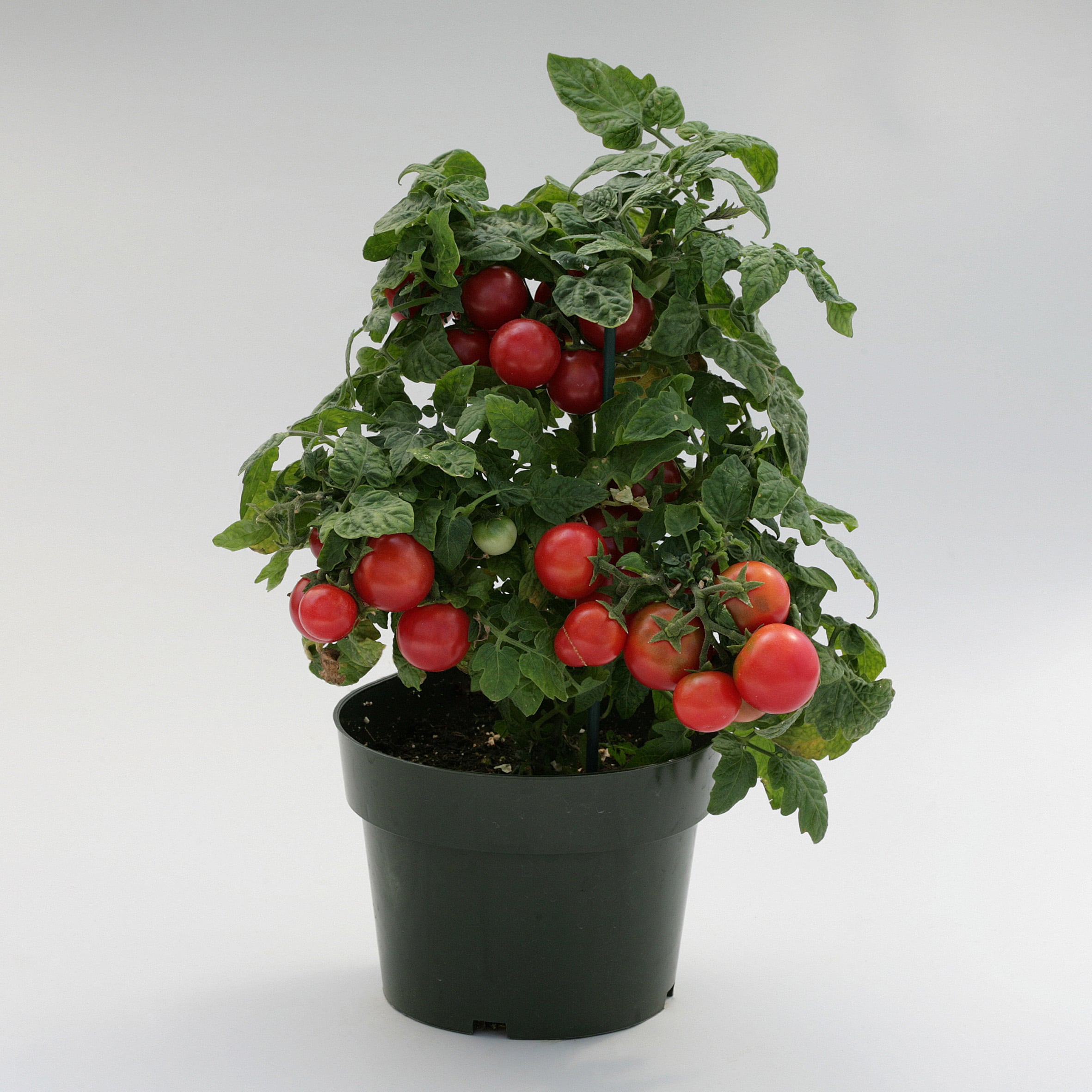 Raspberry Ruffles | Wholesale & commercial seed merchants and growers ...