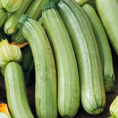 Picture of Organic Squash Genovese