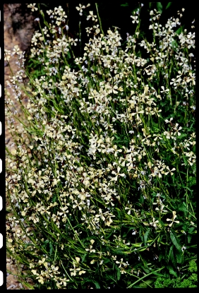 Picture of Organic Rocket Wild