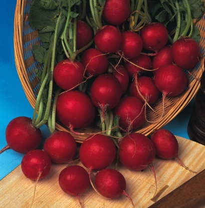 Picture of Organic Radish Scarlet Globe