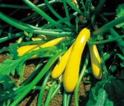 Picture of Organic Squash Zucchini Goldy