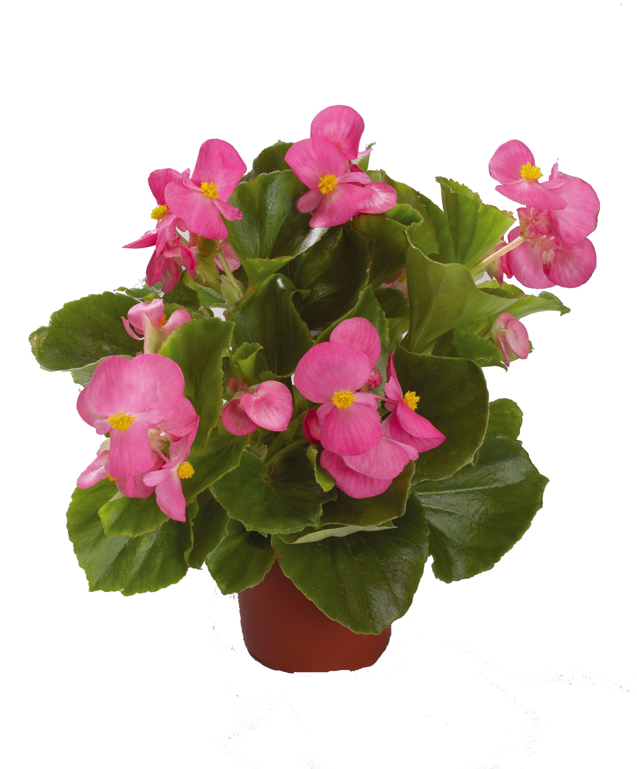 Begonia - Emperor Rose Pellets F1 | Wholesale & commercial seed ...