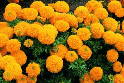 Picture of African Marigold Inca Series F1 Gold