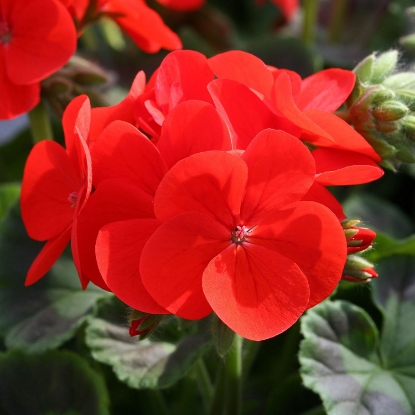 Picture of Geranium Inspire Scarlet F1