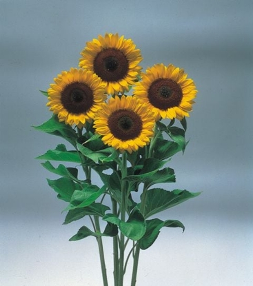 Picture of Helianthus (Sunflower) Sunrich Orange F1