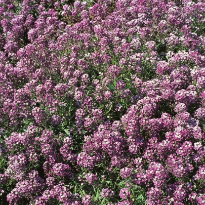 Picture of Alyssum Royal Carpet