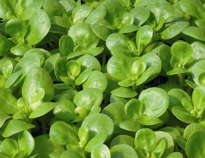 Picture of Purslane Golden