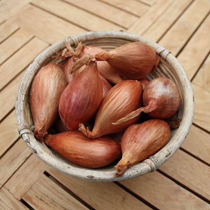 Picture of Shallot Sets Longor - October Delivery