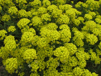 Picture of Alyssum Montanum Mountain Gold
