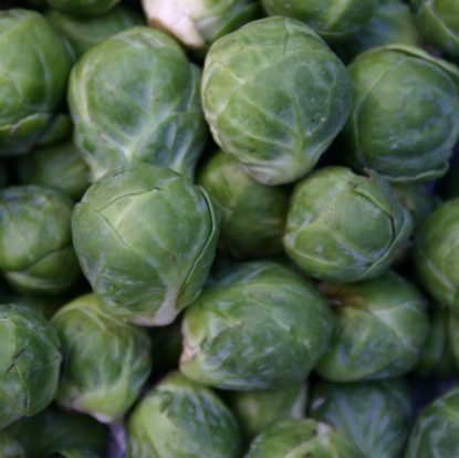Picture of Organic Brussels Sprout Groninger