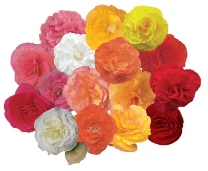 Picture of Begonia Fortune Mix Pellets F1