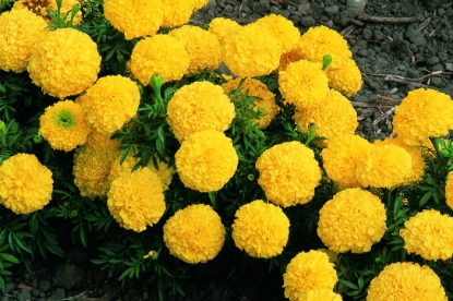 Picture of African Marigold Inca Series F1 Yellow
