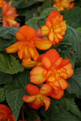 Picture of Begonia Chanson Orange & Yellow F1