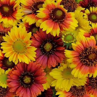 Picture of Gaillardia Mesa Mixed F1