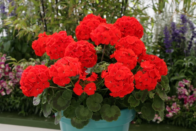 Geranium - Moulin Rouge (Landscaper Red F1) | Wholesale & commercial ...