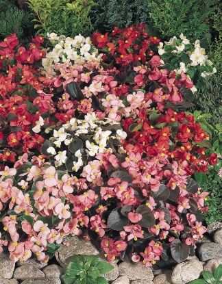 Picture of Begonia Organdy Mixed F1