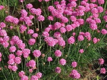 Picture of Armeria Maritima Splendens