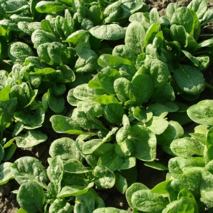 Picture of Organic Spinach Giant American