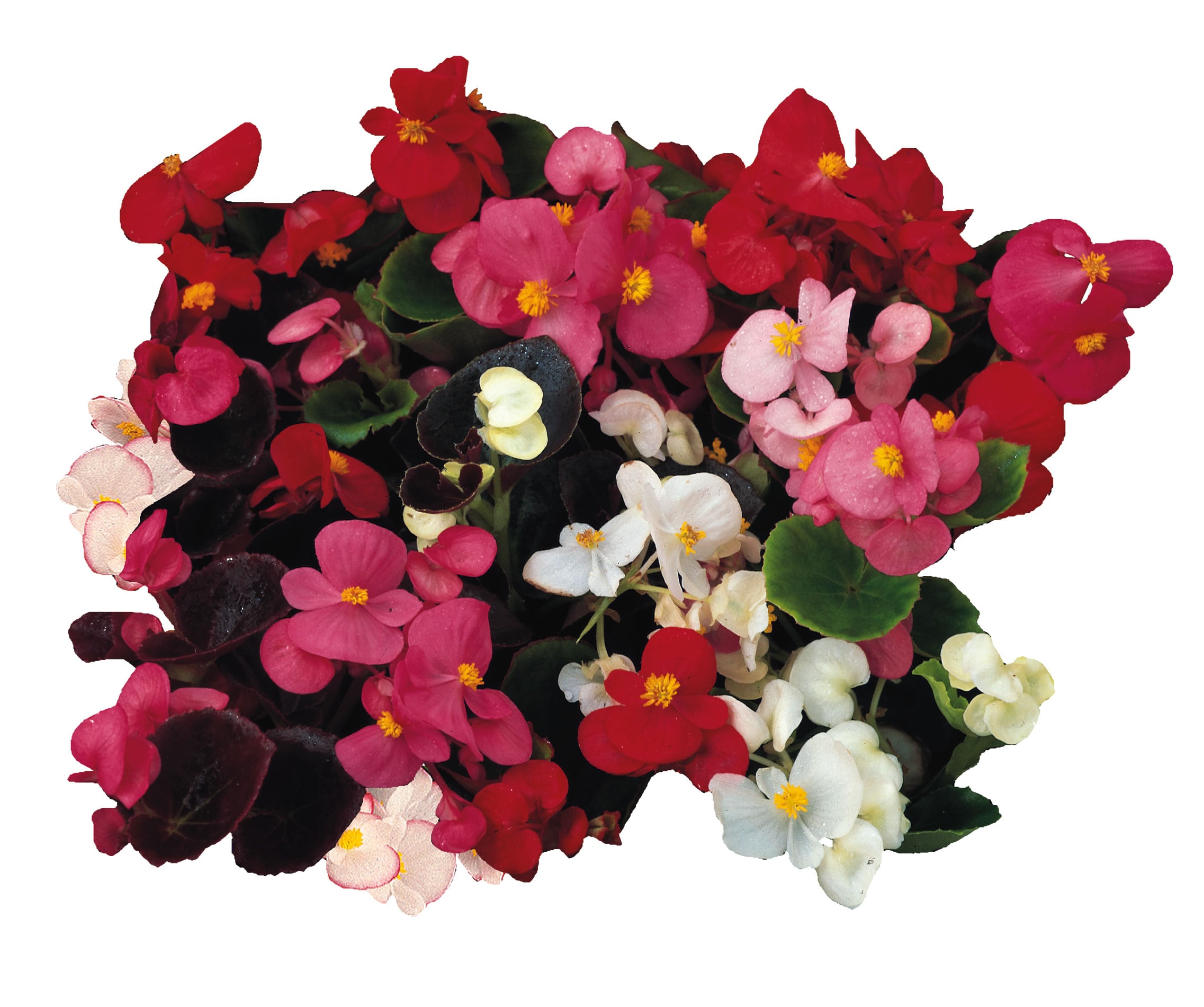Begonia - President Mix Pellets F1 | Wholesale & commercial seed ...