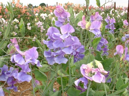 Picture of Sweet Pea - Alan Williams