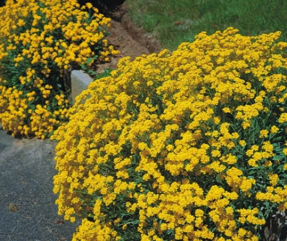 Picture of Alyssum Saxatile Compactum Gold Dust