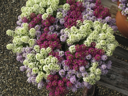 Picture of Alyssum Wonderland Cotton Mixed