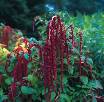 Picture of Amaranthus Caudatus