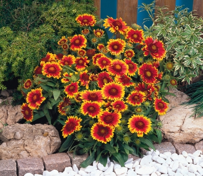 Picture of Gaillardia Arizona Sun
