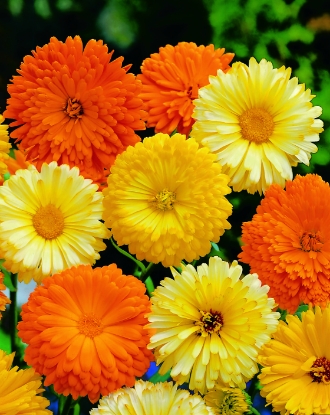 Picture of Calendula Art Shades Mixed
