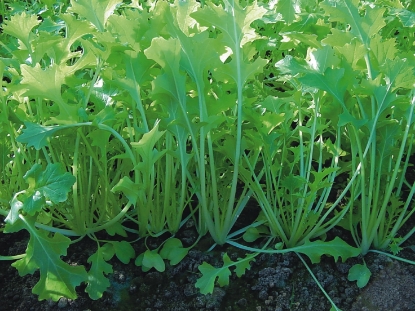 Picture of Organic Namenia