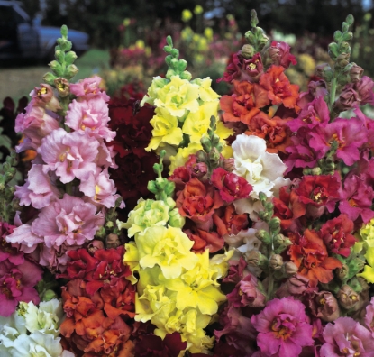 Picture of Antirrhinum Double Madame Butterfly Mixed F1