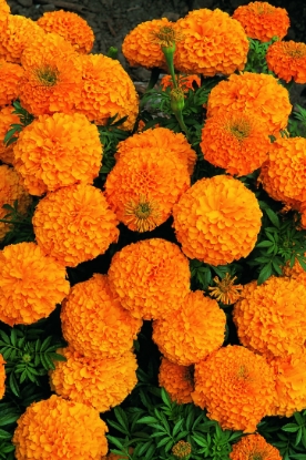 Picture of African Marigold Inca Series F1 Orange