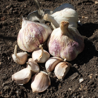 Picture of Garlic Bulbs Rhapsody Wight (Softneck)