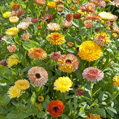 Picture of Calendula Playtime Mix