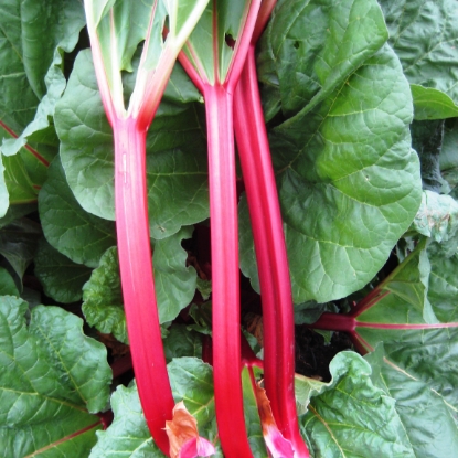 Picture of Rhubarb Crowns Fultons Strawberry Suprise - November 2026 Delivery
