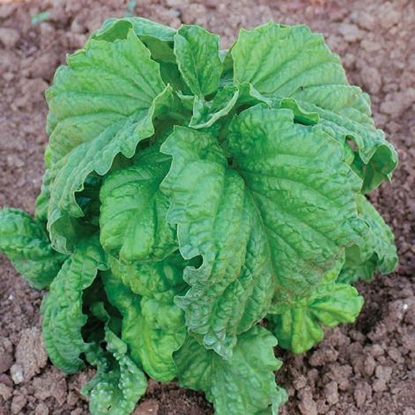 Picture of Basil Neopolitana